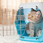 5 Rekomendasi Pet Carrier Untuk Kucing Terbaik