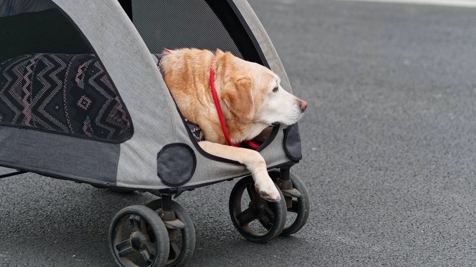 Stroller Terbaik untuk Anjing dan Kucing