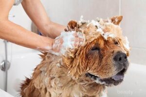 Cara Memilih Shampo Anjing Terbaik Veterinarian
