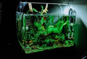 Tips dan Trik Memilih Lampu Akuarium Murah